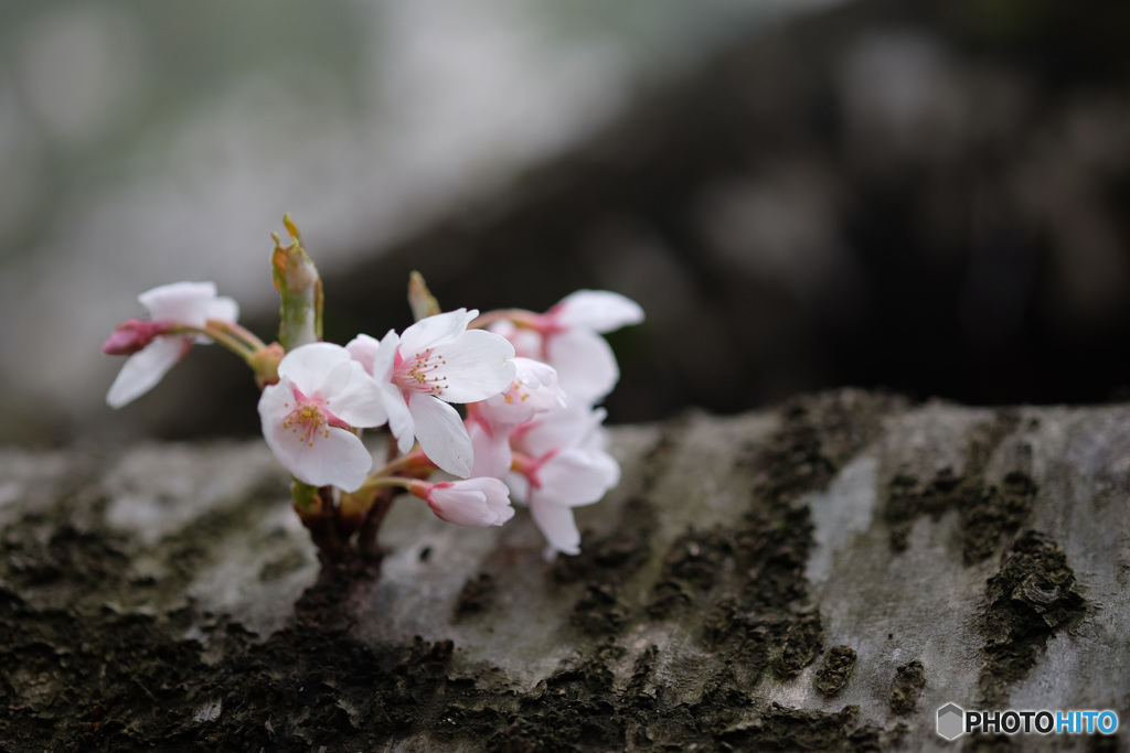 桜　２題...2