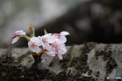 桜　２題...2