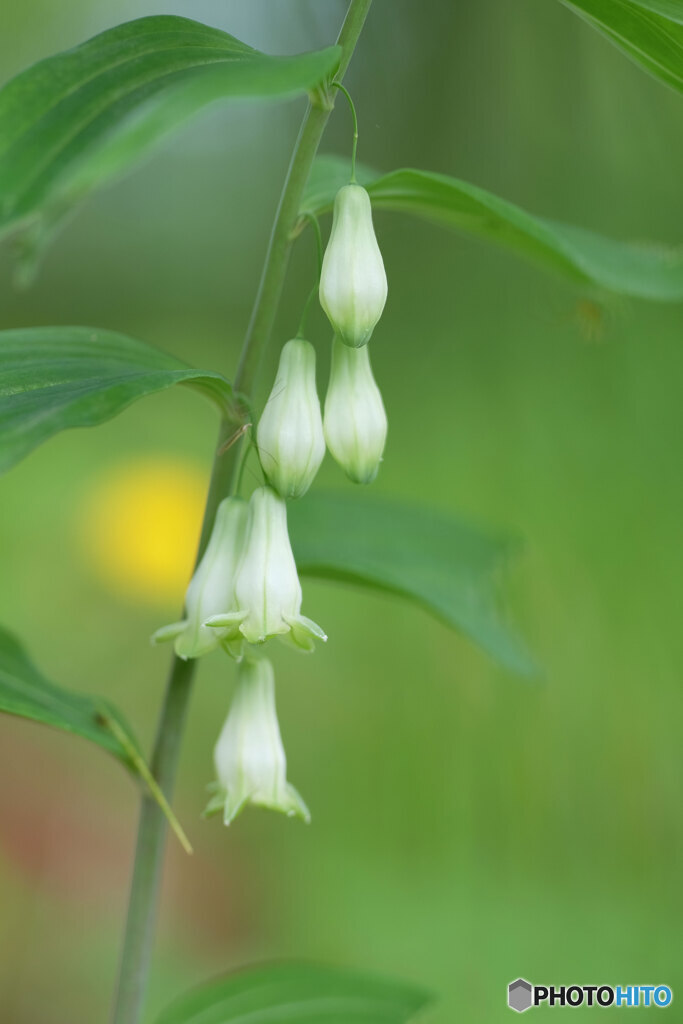 たまには花を（シリーズ？^^;）