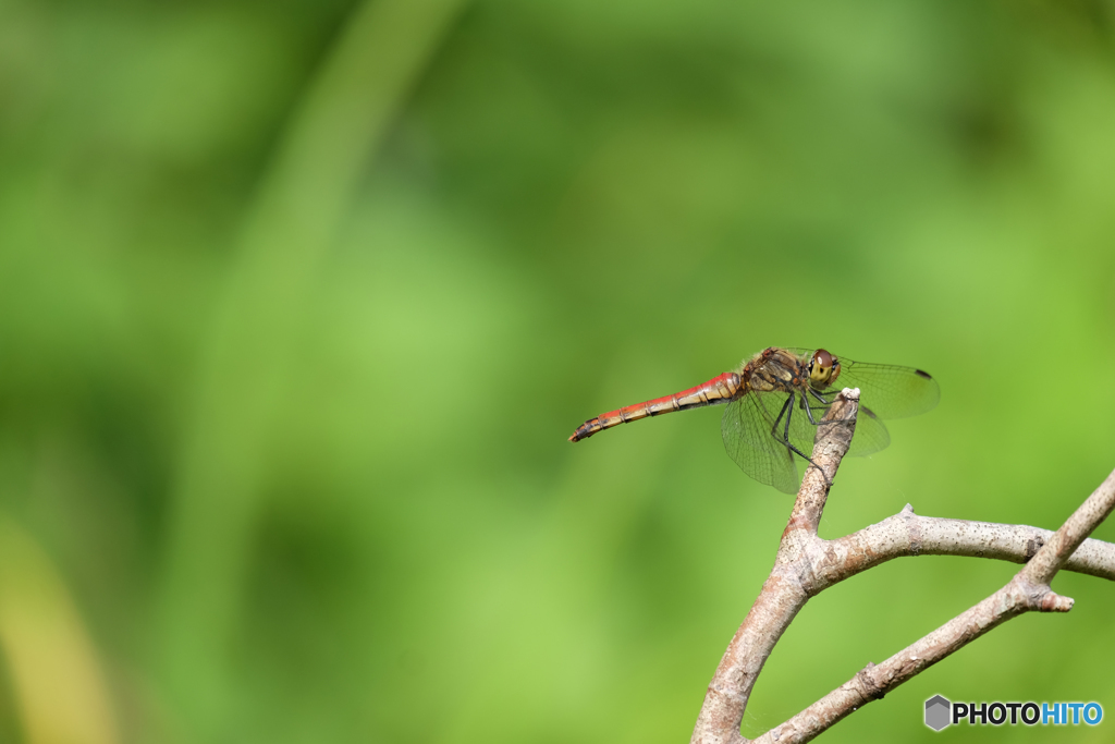 アキアカネ♀