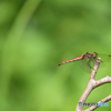 アキアカネ♀