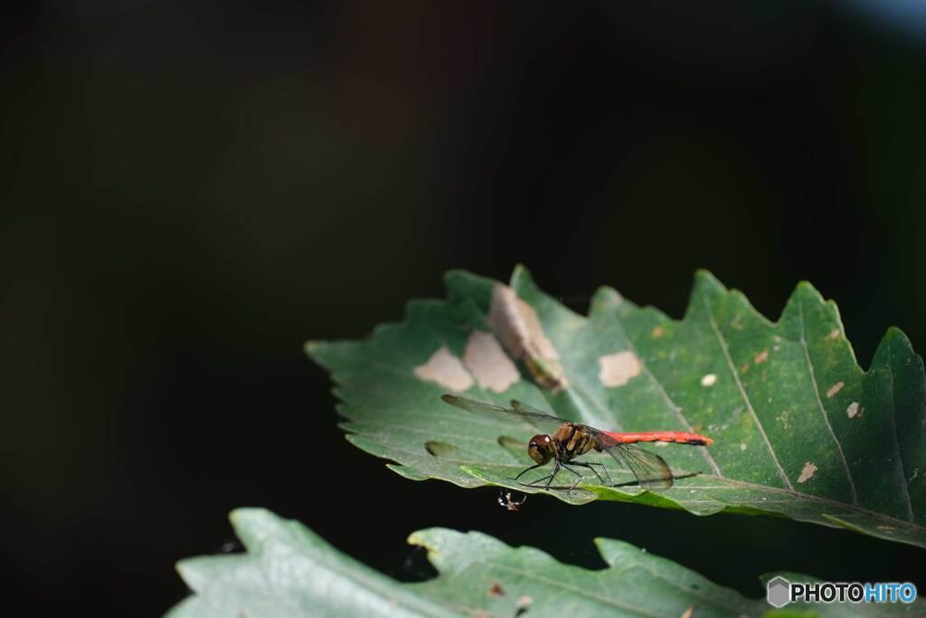 リスアカネ♂