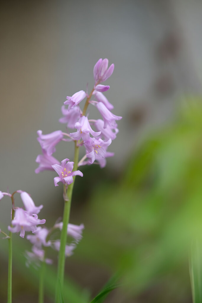 花壇の花(3)