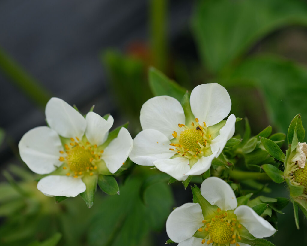 畑の花