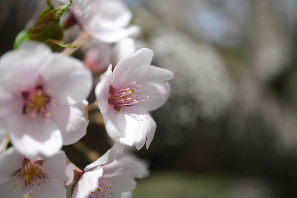 お花見へ(2)