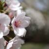 お花見へ(2)