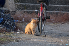 漁港の猫(1)