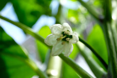 菜園の花