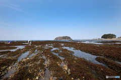 春さがし　陸奥湾編