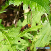 スズメバチ系？
