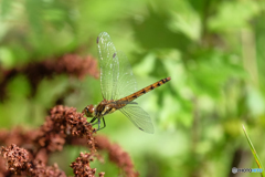 アキアカネ♀