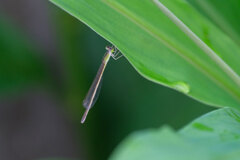 菜園にて