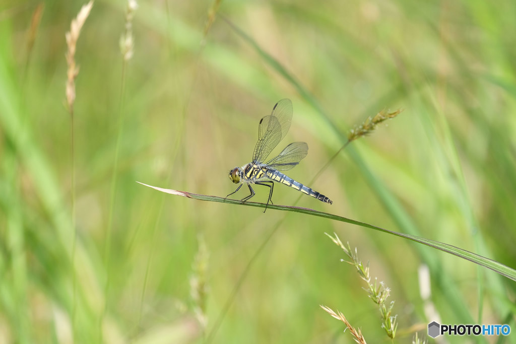 コフキトンボ♀　8430ｺﾌｷ♀