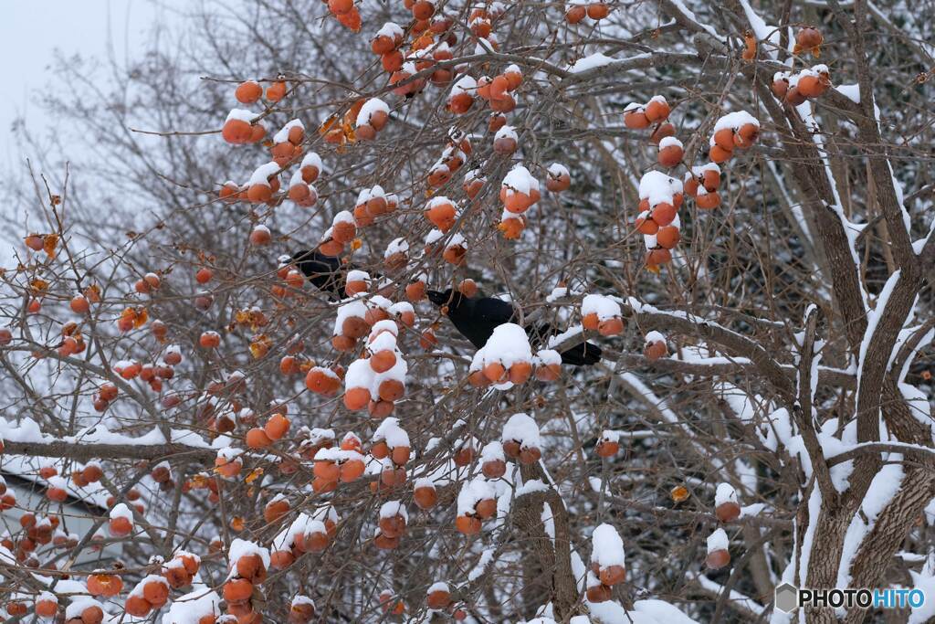 鳥たちの食糧事情(1)