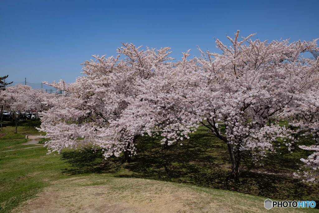 桜満開でした