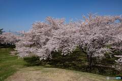 桜満開でした