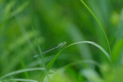 緑の中の緑（トンボ）