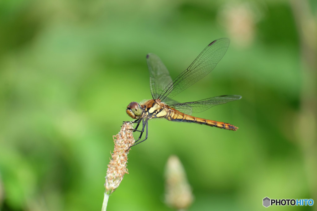 アキアカネ♀　3417ｱｷ♀