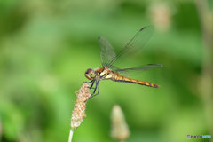 アキアカネ♀　3417ｱｷ♀