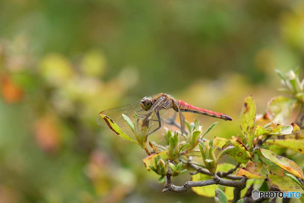 アキアカネ♀