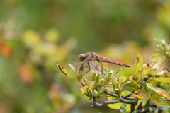 アキアカネ♀