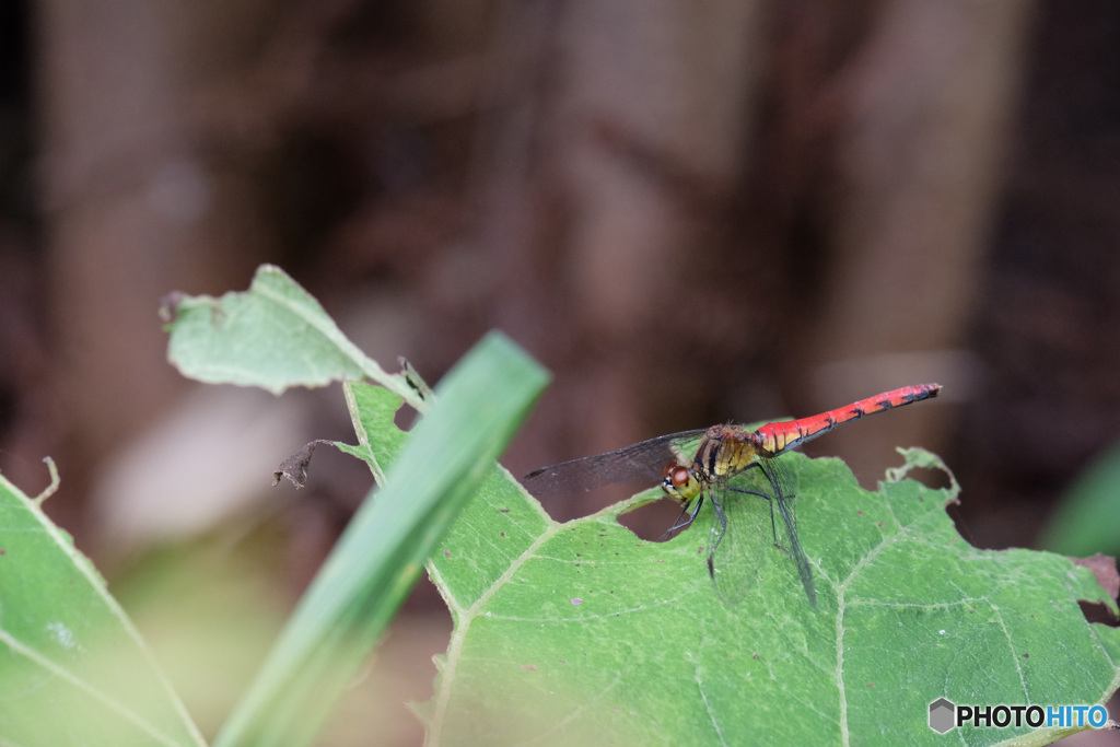 マユタテアカネ♀　5179