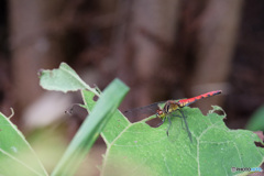 マユタテアカネ♀　5179