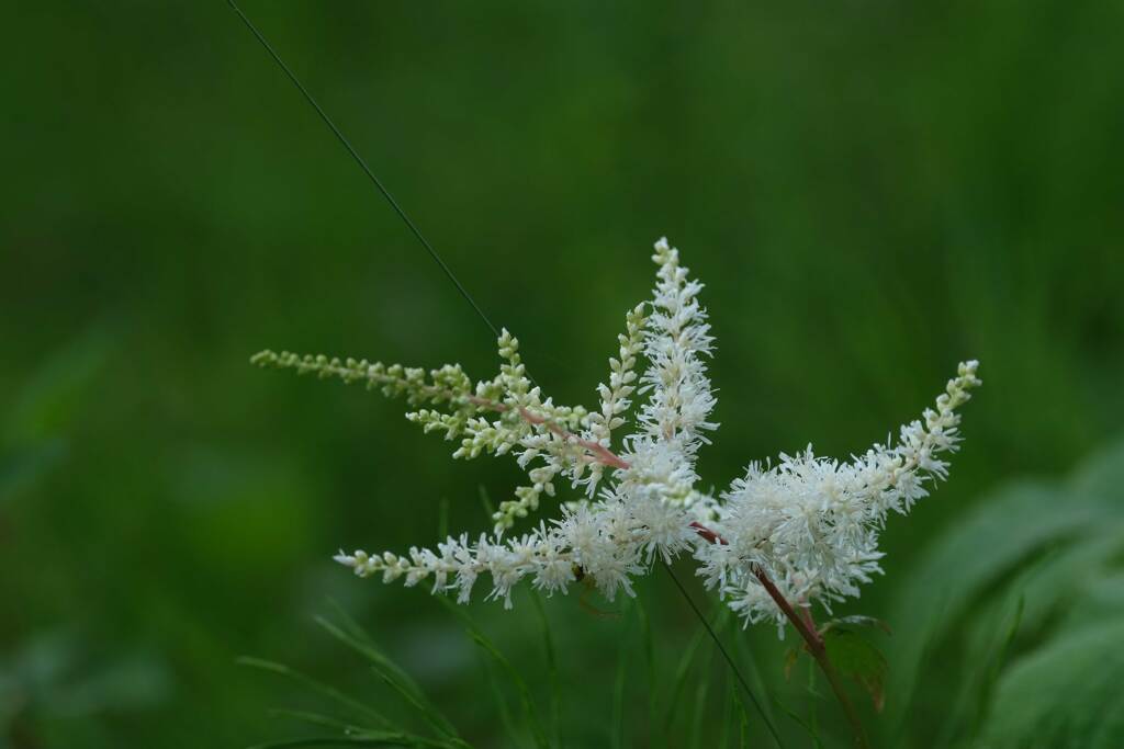野の花