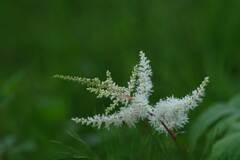 野の花
