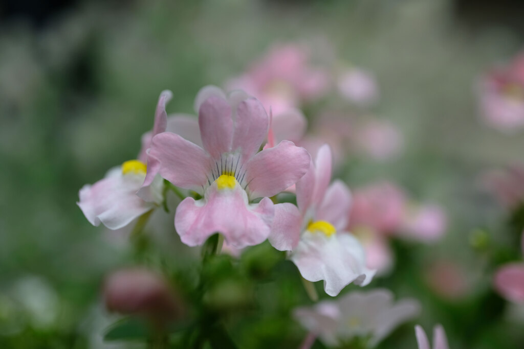 ご近所さん家の花