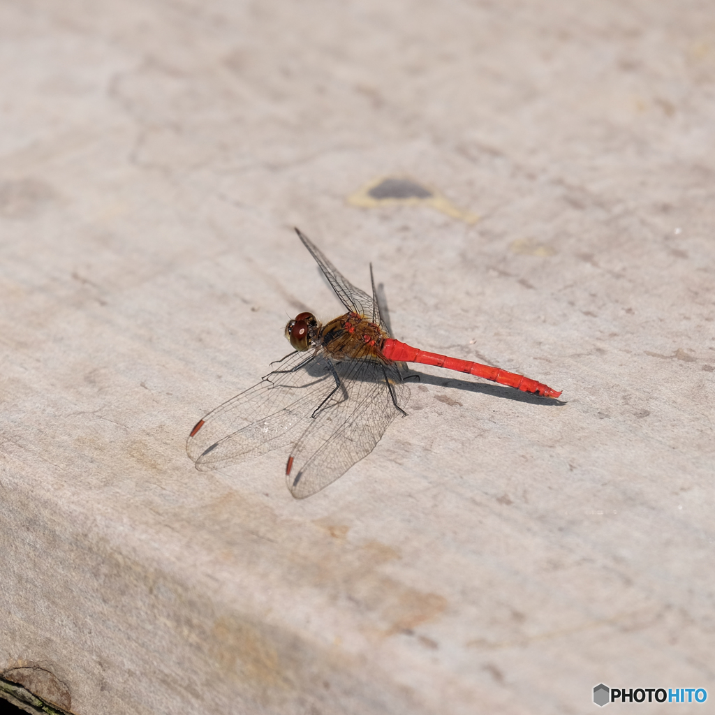 マユタテアカネ♂