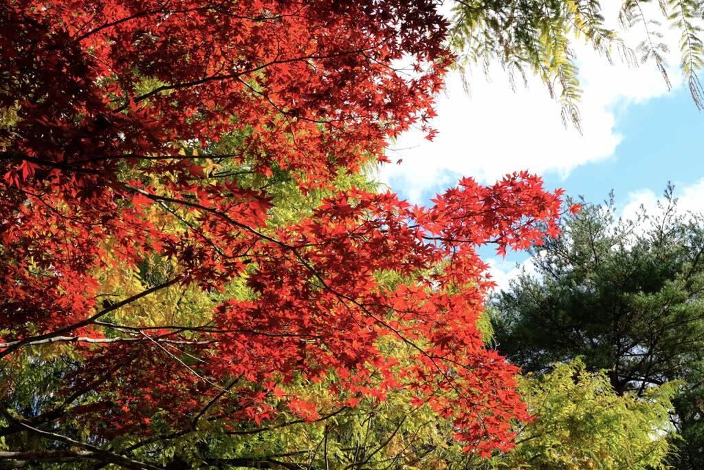 晩秋の公園(1)