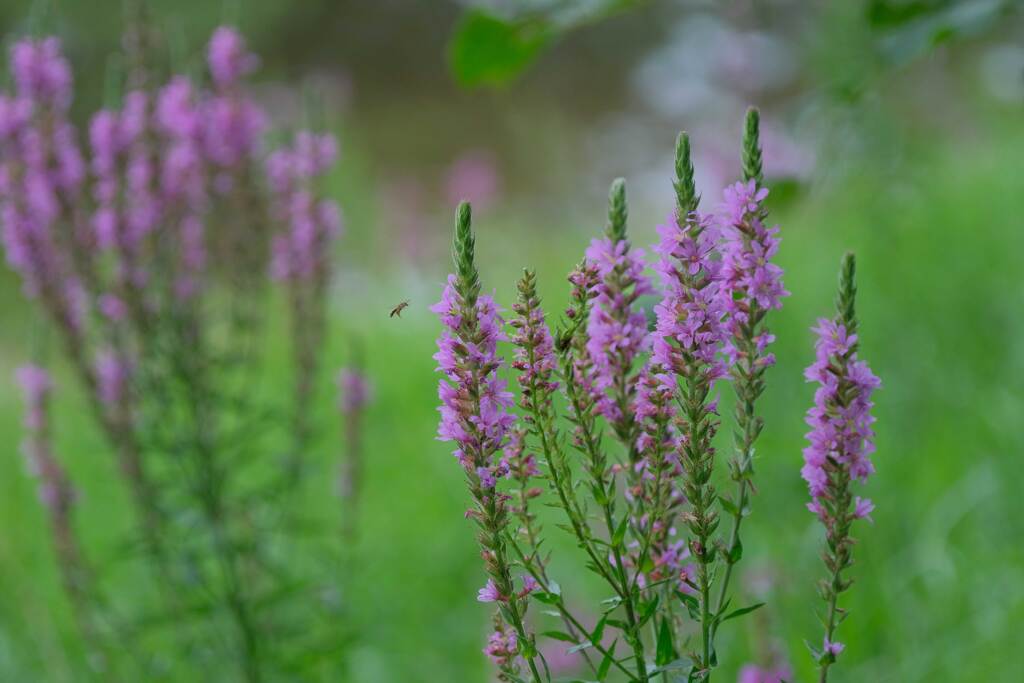 花と蜂
