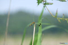 今日のトンボ　9989ﾘｽ♀