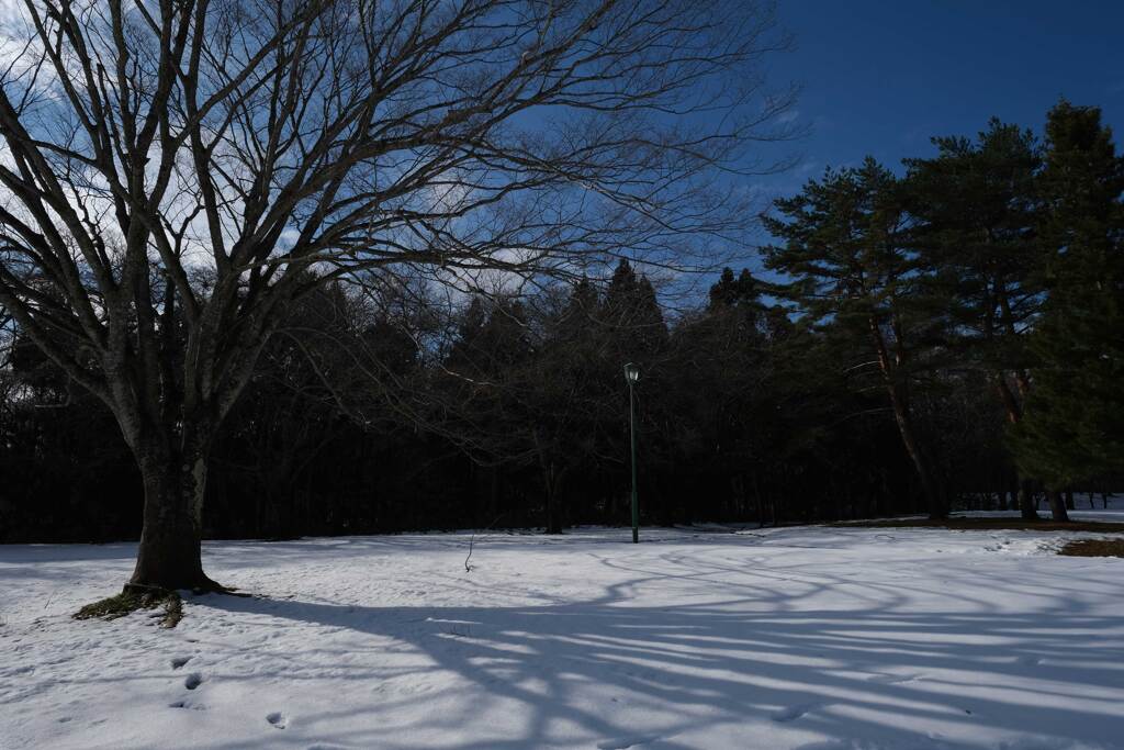 冬の公園