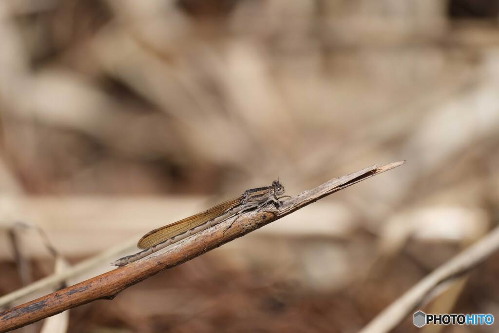 オツネントンボ♀