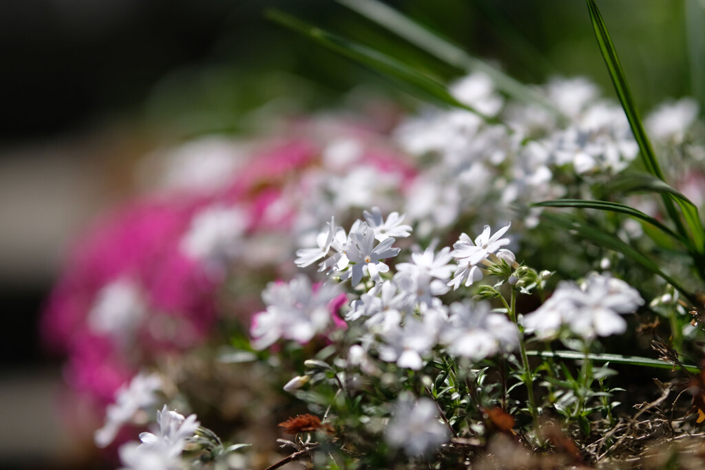 出がけの1枚(芝桜)