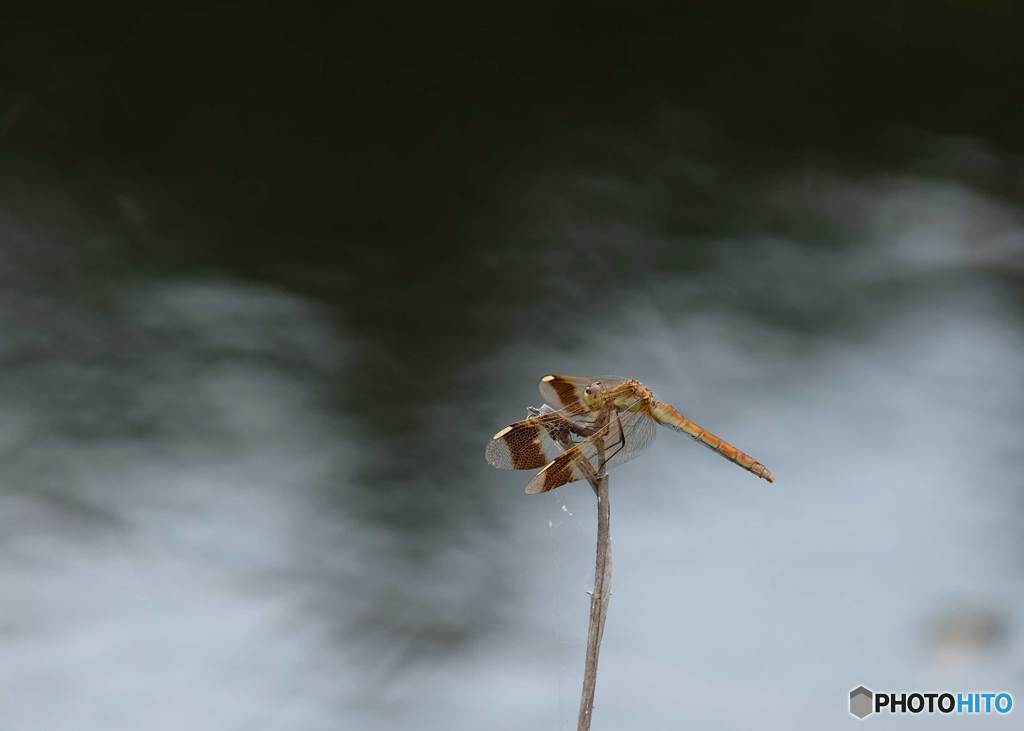 少しは涼しげ？　2509ﾐﾔﾏ♀