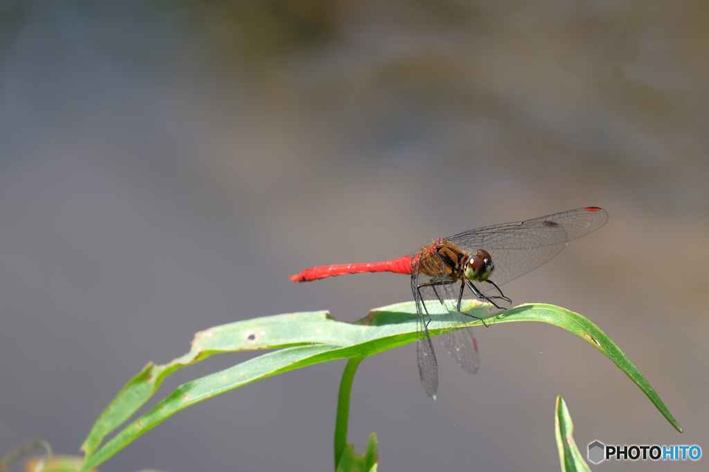 マユタテアカネ♂