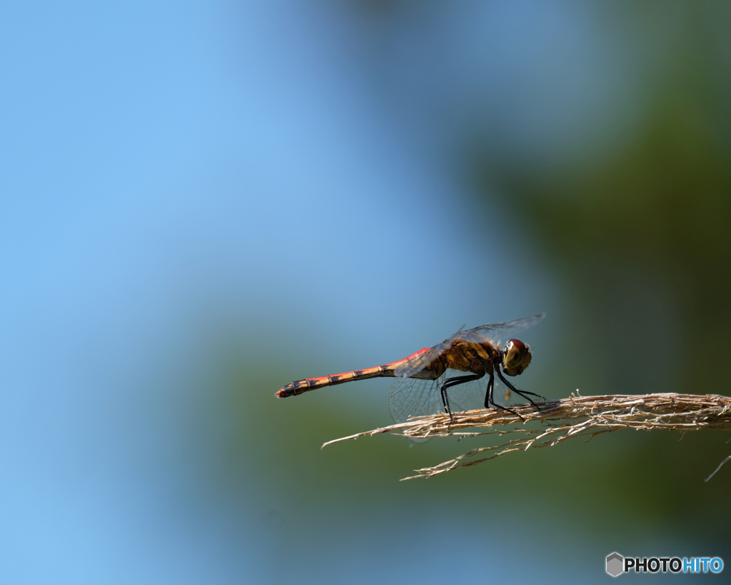 ナツアカネ♀