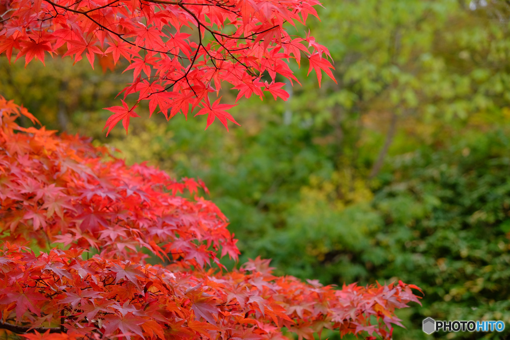 中野もみじ山の紅葉２