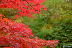 中野もみじ山の紅葉２