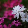 花壇の花