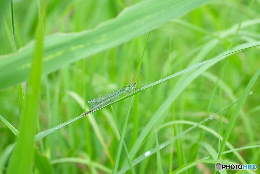 オオセスジイトトンボ♀　2678ｵｵｾ♀