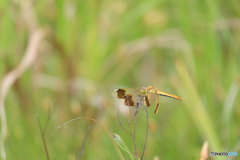 ミヤマアカネ♀　4451ﾐﾔﾏ♀