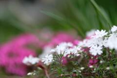 続・花壇の花