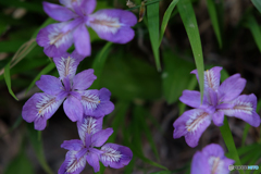 我が家の小さな花壇