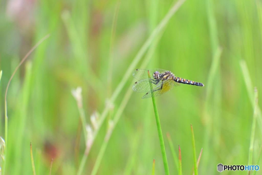 ハッチョウトンボ♀　DSCF6417