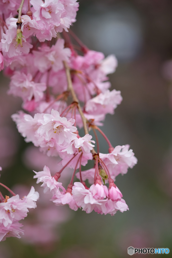 桜　２題...1