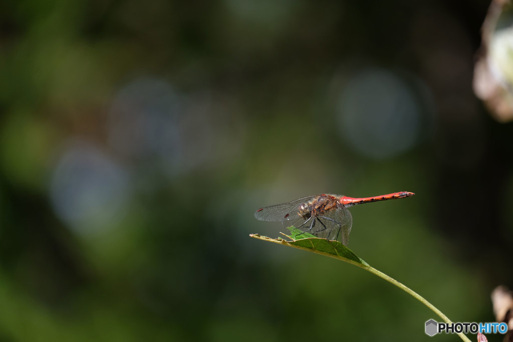 アキアカネ♂　9030